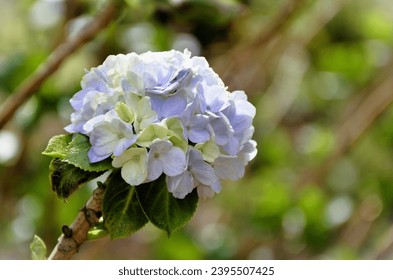 The blue flower of Hydrangea macrophylla in the garden on sunny day - Shutterstock ID 2395507425
