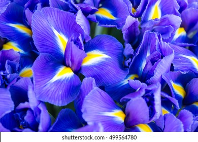 Blue flower irises- nature spring sunny background. Soft focus with bokeh