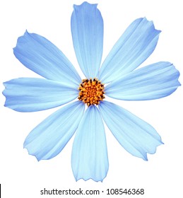 Blue Flower Isolated On A White Background