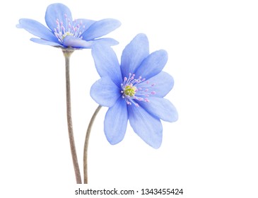 Blue Flower Isolated On White Background