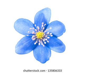 Blue Flower Isolated On White Background