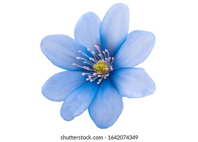 Similar Images, Stock Photos & Vectors of spring blue flower isolated