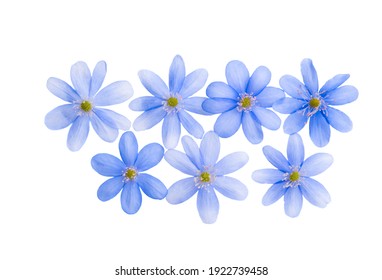 Blue Flower Isolated On White Background