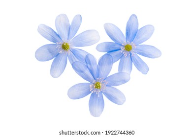 Blue Flower Isolated On White Background