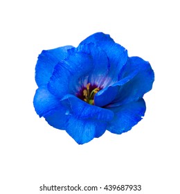 Blue Flower Isolated On White Background