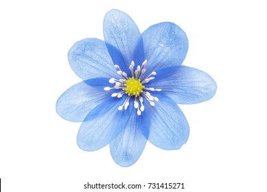 Blue Flower Isolated On White Background