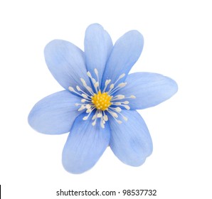 Blue Flower Isolated On White Background