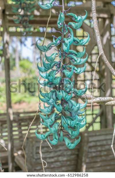 Blue Flower Isolated View Blue Jade Stock Photo Edit Now 612986258