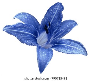Blue flower  lily on a white isolated background with clipping path  no shadows. Lily after the rain with drops of water on the petals. Closeup.  Nature. - Shutterstock ID 790715491