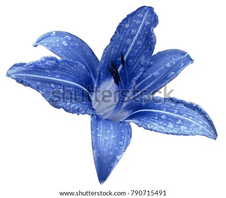 Blue flower  lily on a white isolated background with clipping path  no shadows. Lily after the rain with drops of water on the petals. Closeup.  Nature.