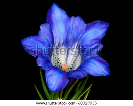 Blue Flower On Black Background Stock Photo (Edit Now) 60929035