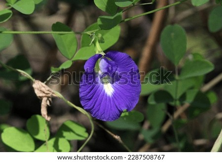 Blue flower on a butterfly pea (clitoria ternatea) plant in a garden