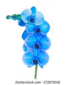 Blue Flower Orchid