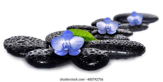 Blue Flower orchid and black wet stones. Spa concept.