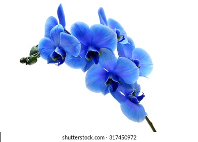 Blue flower orchid isolated by clipping path on white background
