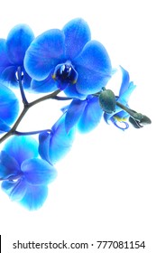 Similar Images, Stock Photos & Vectors of beautiful blue Orchid without