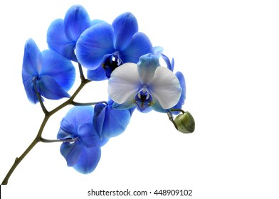Blue flower orchid on light background