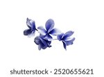 Blue flower petals on a white background. Blue flower petals