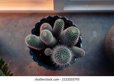 Blue Flower Pot Filled With Cactus In Marble Window Sill As Home Decor