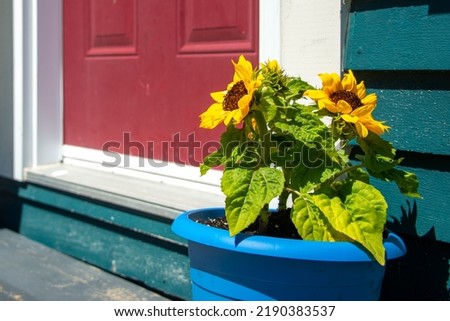 A blue flower pot with multiple sunflowers on the step of a green colored house with a bright red door. The trim on the building entrance is white. The step is wooden and grey. 