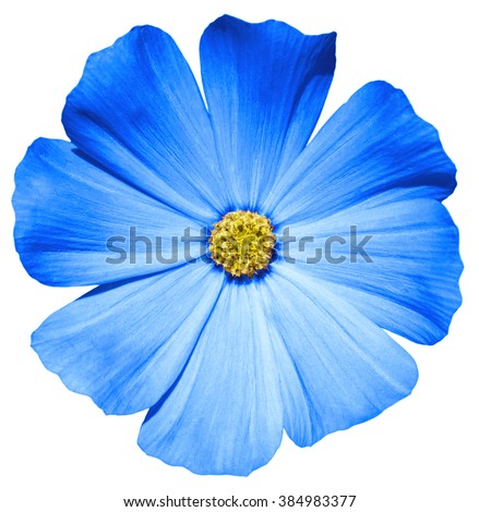 Blue flower Primula macro isolated on white