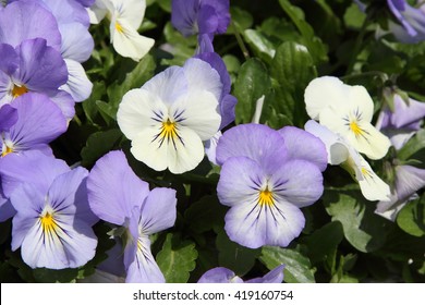 Blue flower in springtime
