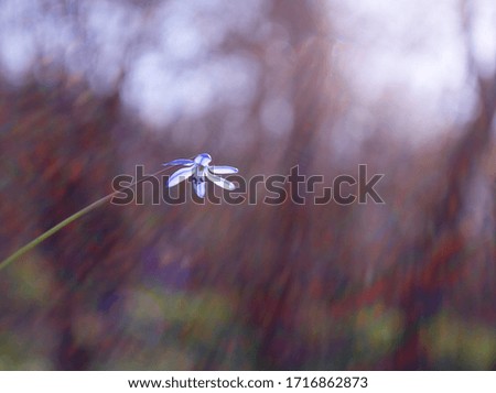 Similar – Foto Bild blau hängend Natur Pflanze