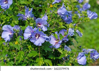 Blue Flowering Hibiscus In The Garden