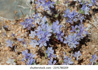 Blue flowering terminal determinate cymose head inflorescences of Eriastrum Sapphirinum, Polemoniaceae, native annual monoclinous herb in the Western Mojave Desert, Springtime.