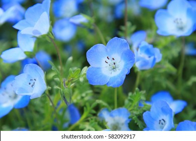 Nemophila?Spring Blue Flowers