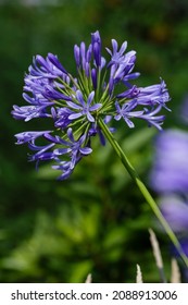 Blue Flowers Of Agapanthus Umbellatus In Garden