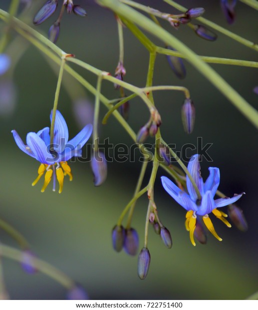 Blue Flowers Australian Native Plant Dianella Stock Photo 722751400 ...