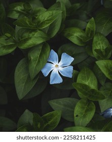 blue flowers between green leaves, can be used as decoration.



 - Shutterstock ID 2258211425
