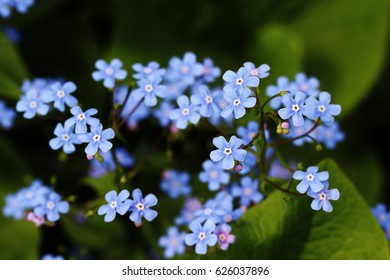 Blue Flowers Brunnera Similar Forgetmenot Flowers Stock Photo Edit Now