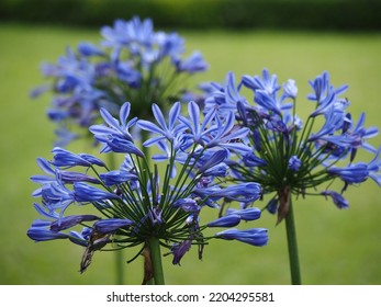 Blue flowers are called Agapanthus. The flowers are a bouquet of dozens of flowers like umbrella spokes.  - Shutterstock ID 2204295581