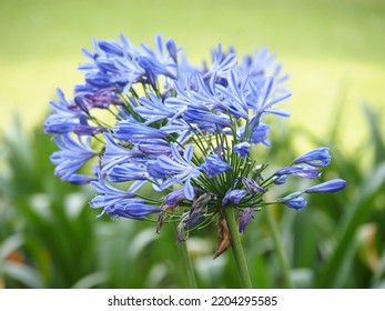 Blue flowers are called Agapanthus. The flowers are a bouquet of dozens of flowers like umbrella spokes.  - Shutterstock ID 2204295585