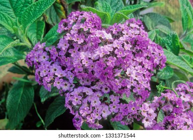 Blue Flowers Of Common Heliotrope