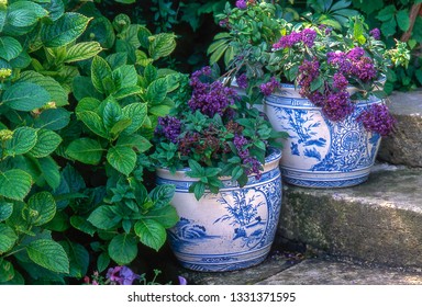 Blue Flowers Of Common Heliotrope