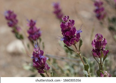 Blue Flowers, Common Name Thickleaf Sage, Botanically Salvia Pachyphylla, Lamiaceae, Native Perennial Subshrub In The San Bernardino Mountains, Transverse Ranges, Summer.