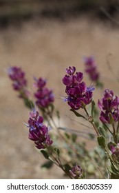 Blue Flowers, Common Name Thickleaf Sage, Botanically Salvia Pachyphylla, Lamiaceae, Native Perennial Subshrub In The San Bernardino Mountains, Transverse Ranges, Summer.