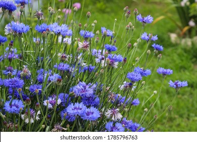 Blue flowers cornflowers in the garden. Cornflower in the flowerbed. Summer Blue wildflower. cornflowers.