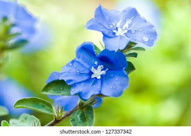 Blue Flowers - Blue Daze