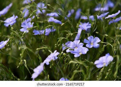 Blue Flowers Of Flax Field Flax Linum Of The Flax Family Linaceae