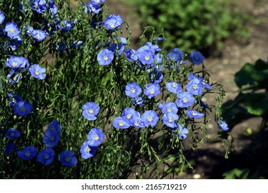 Blue Flowers Of Flax Field Flax Linum Of The Flax Family Linaceae