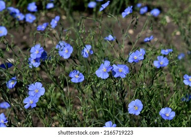 Blue Flowers Of Flax Field Flax Linum Of The Flax Family Linaceae