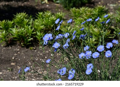 Blue Flowers Of Flax Field Flax Linum Of The Flax Family Linaceae