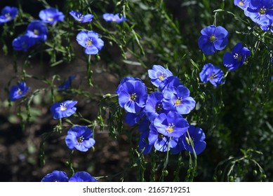 Blue Flowers Of Flax Field Flax Linum Of The Flax Family Linaceae