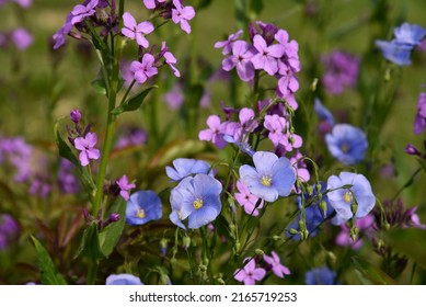 Blue Flowers Of Flax Field Flax Linum Of The Flax Family Linaceae