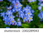 The blue flowers forget-me-not plant.