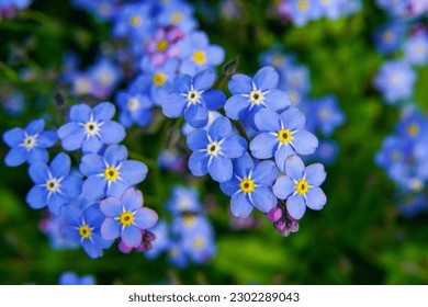 The blue flowers forget-me-not plant.